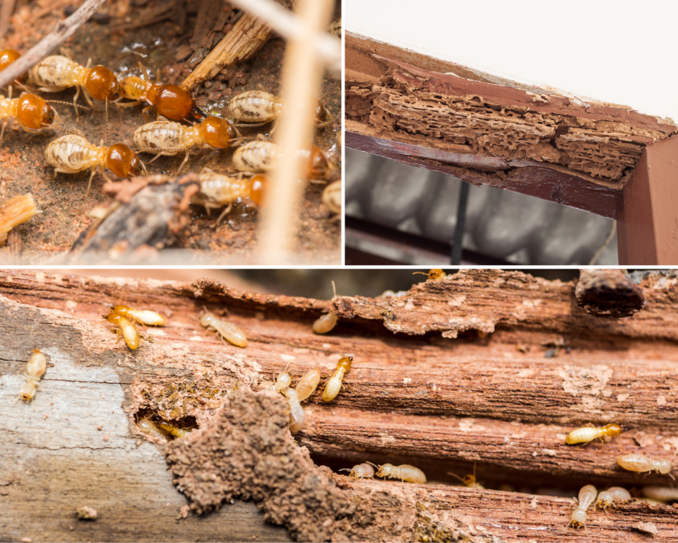 Termite_WDO Inspection (2)