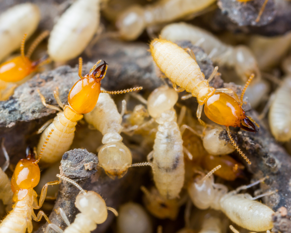 Termite_WDO Inspection