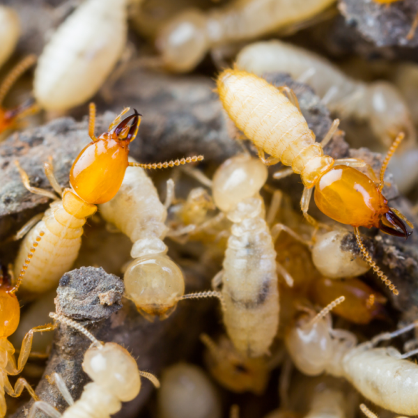 Termite_WDO Inspection